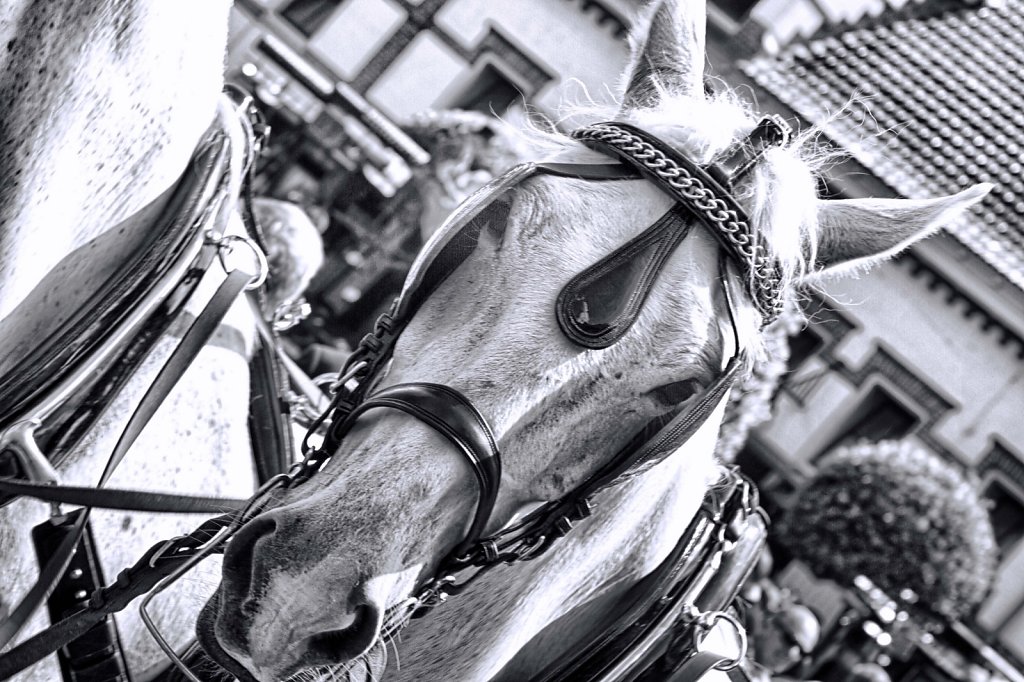 Paarden op Het Loo